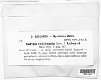 Eutypa ludibunda image